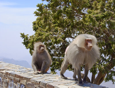 Wild Baboons in Al Souda Area of Asir