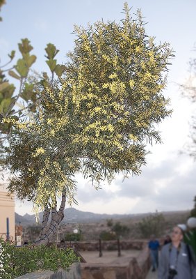 Henna Tree near Hanging Village in Asir Province