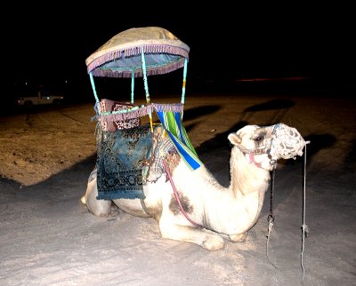 Camel at Desert Dinner, Dhahran