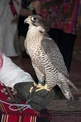 Falcon Unhooded at Desert Dinner, Dhahran