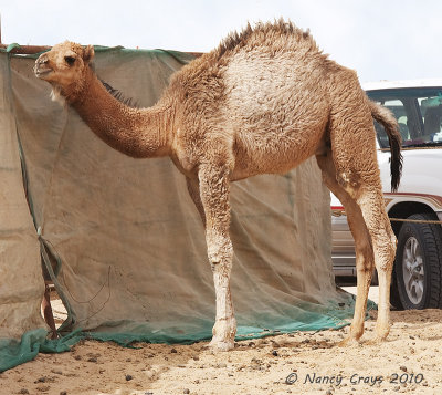 Young Camel That Is Being Weaned at Hofuf Camel Market