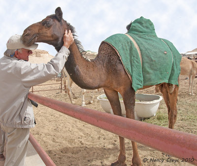 Bill Crays Being Nuzzled While Petting Camel, Hofuf Camel Market