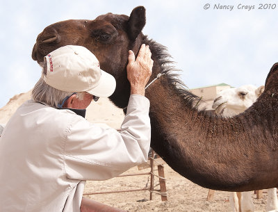 More Nuzzling and Petting at the Hofuf Camel Market