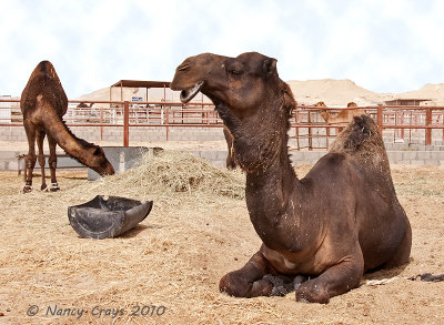 Camels at Camel Market in Hofuf
