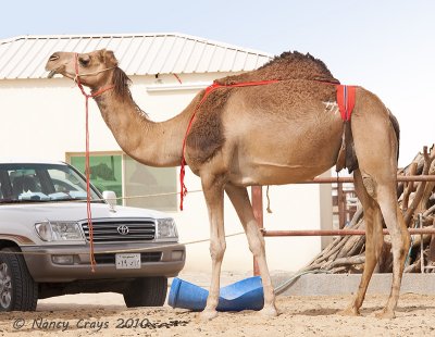 Mother of Young Camel at Hofuf Camel Market