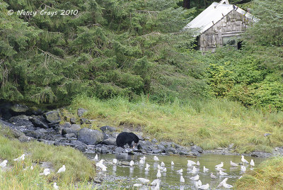 Black Bear