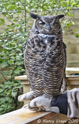 Permanently Injured Owl at Raptor Center, Ketchikan