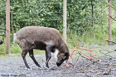 Reindeer Scraping Velvet off Her Antlers