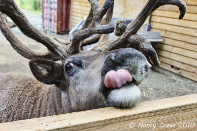 Reindeer Looking for Food