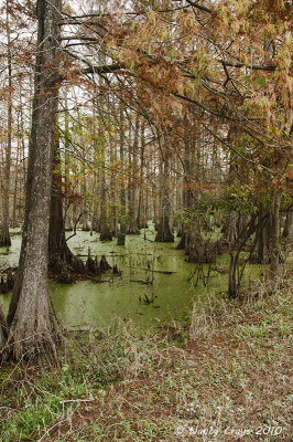 Swamp in the Fall