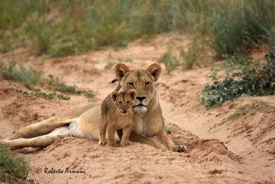 canon botswana 2010 marzo0248.jpg