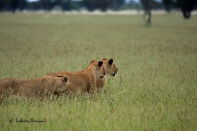 canon botswana 2010 marzo0331.jpg