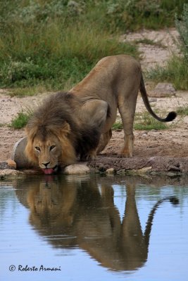 canon botswana 2010 marzo0387.jpg
