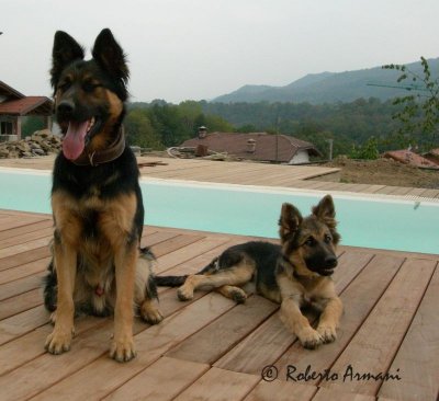 cani 039-1.jpg