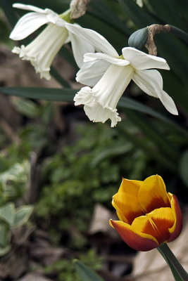 DSC05178e.jpg