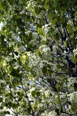 DSC05396a.jpg