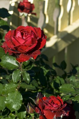 DSC05783a.jpg