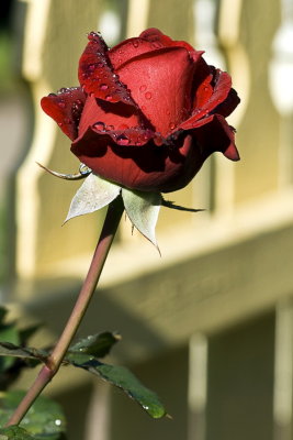 DSC05789a.jpg
