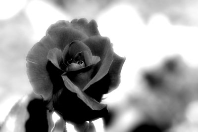 DSC06667d.jpg