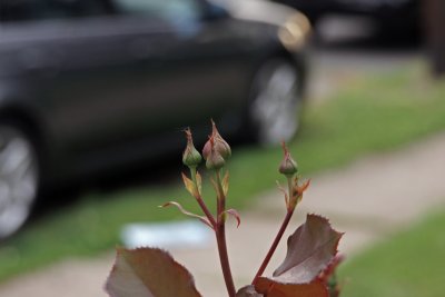 DSC05494a.jpg