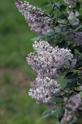 DSC05573a.jpg
