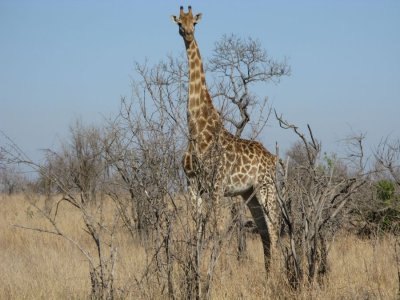 curious giraffe