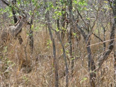Male Kudu, well hidden