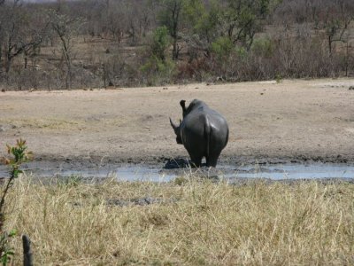 Disturbed white rhino