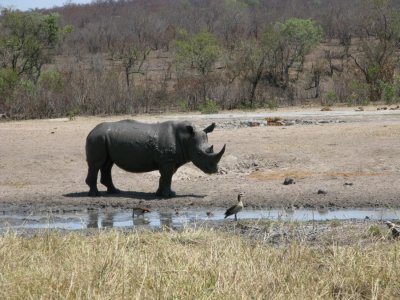 White rhino black from the mud