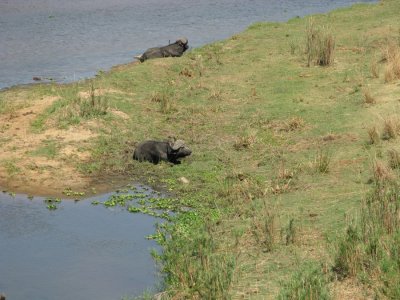 Cape Buffalo at the Crocodile River