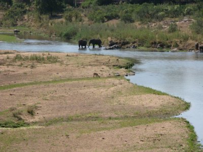 Elephants and Hippo
