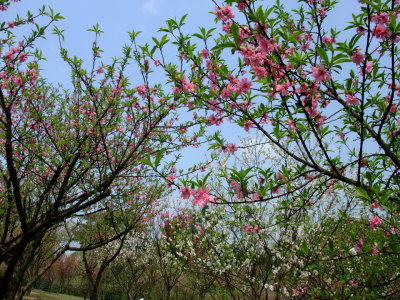 Peach blossom 3