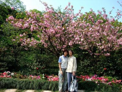 Under the Sakura tree