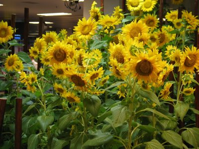 Sunflower in Changi Airport