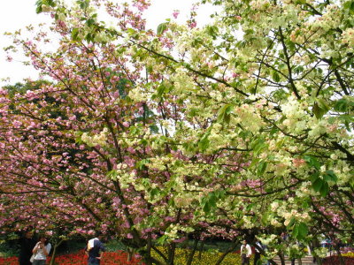 Green Sakura flower