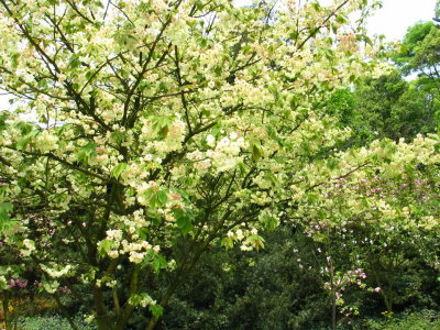 Green Sakura flower