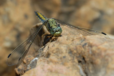DSC_0125.JPG