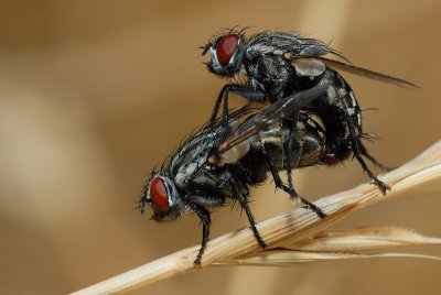 DSC_0026.JPG