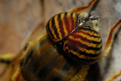 DSC_0071.JPG
