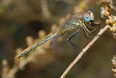 DSC_0009.JPG