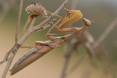 DSC_0038.JPG