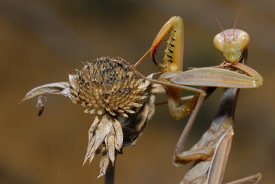 DSC_0044.JPG