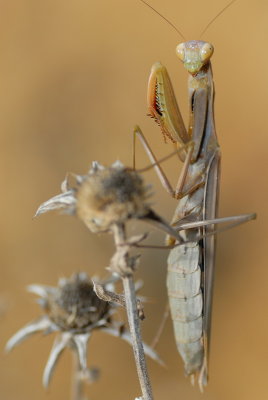 DSC_0050.JPG