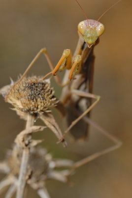 DSC_0053.JPG
