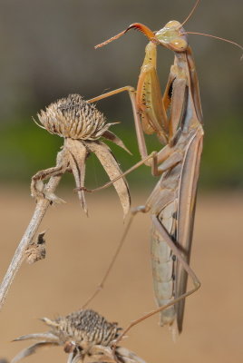 DSC_0055.JPG