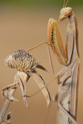 DSC_0059.JPG