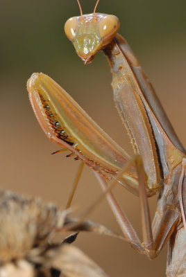 DSC_0061.JPG