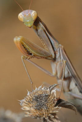 DSC_0062.JPG