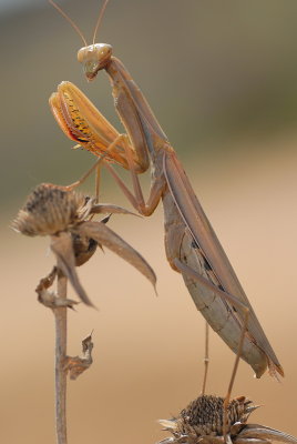 DSC_0065.JPG