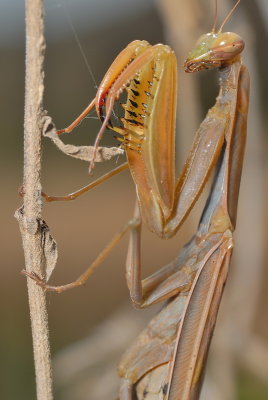 DSC_0068.JPG